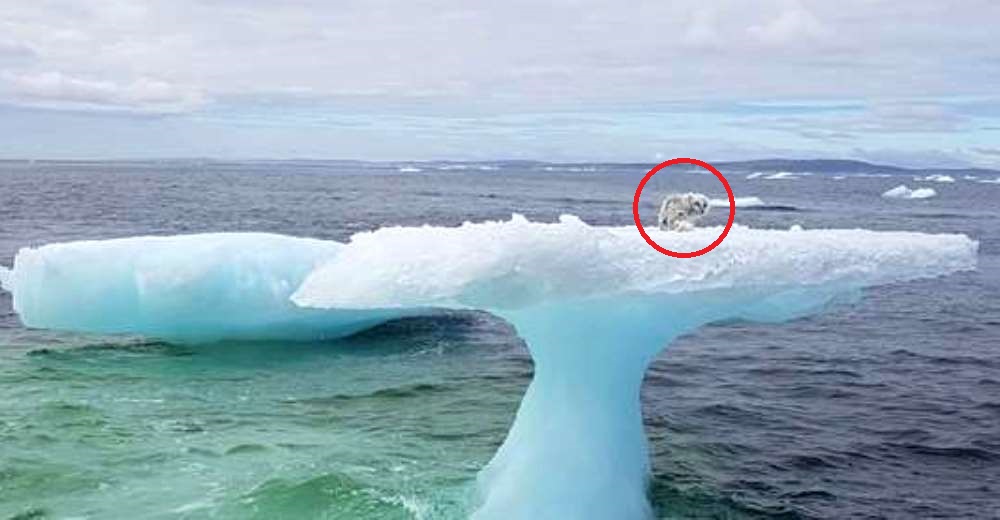 Un grupo de pescadores notan un bulto extraño sobre un iceberg en medio del mar