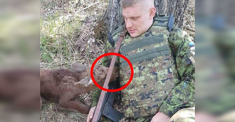 Un bebé alce perdido busca en este oficial el alimento que sólo su madre le puede dar Un bebé alce perdido busca en este oficial el alimento que sólo su madre le puede dar