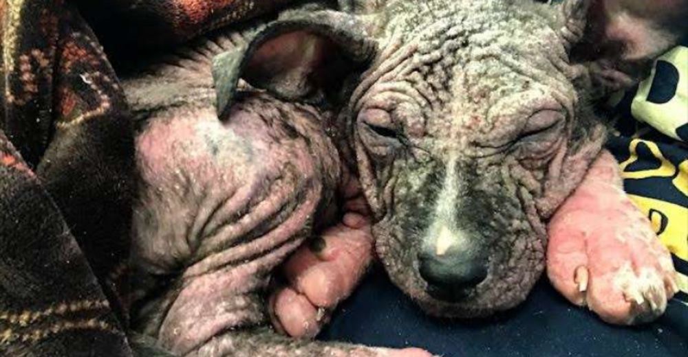 La increíble recuperación de una cachorrita pitbull a punto de ser sacrificada La increíble recuperación de una cachorrita pitbull a punto de ser sacrificada