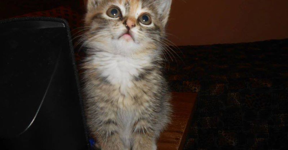 Nadie se atrevió a hacer algo por una gatita abandondada… Hasta que llegó este ángel a su vida Nadie se atrevió a hacer algo por una gatita abandondada… Hasta que llegó este ángel a su vida