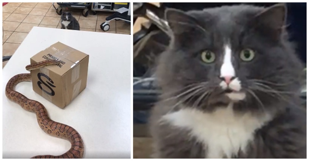 La reacción viral de un petrificado gatito al encontrarse cara a cara con una enorme serpiente La reacción viral de un petrificado gatito al encontrarse cara a cara con una enorme serpiente