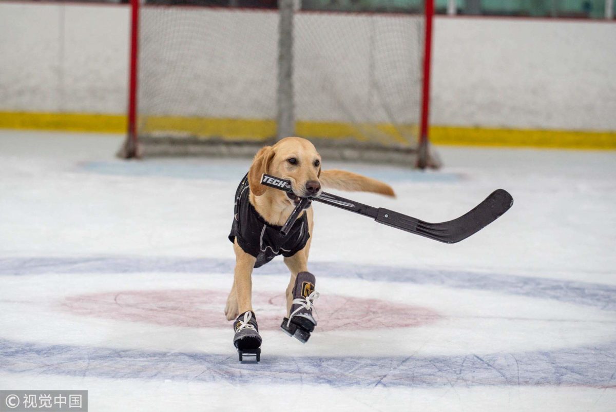 El perro patinador que se salvó de la muerte para sorprender al mundo con sus talentos