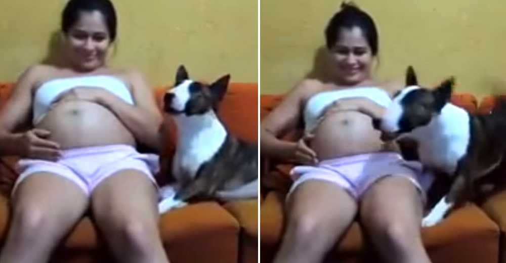 Un protector perrito no tolera que nadie se acerque a su dueña embarazada Un protector perrito no tolera que nadie se acerque a su dueña embarazada