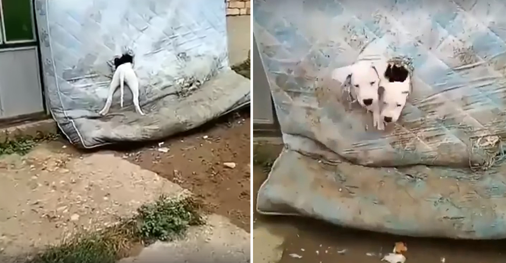 Un colchón viejo y con agujeros es el rincón de juegos preferido para estos adorables cachorros