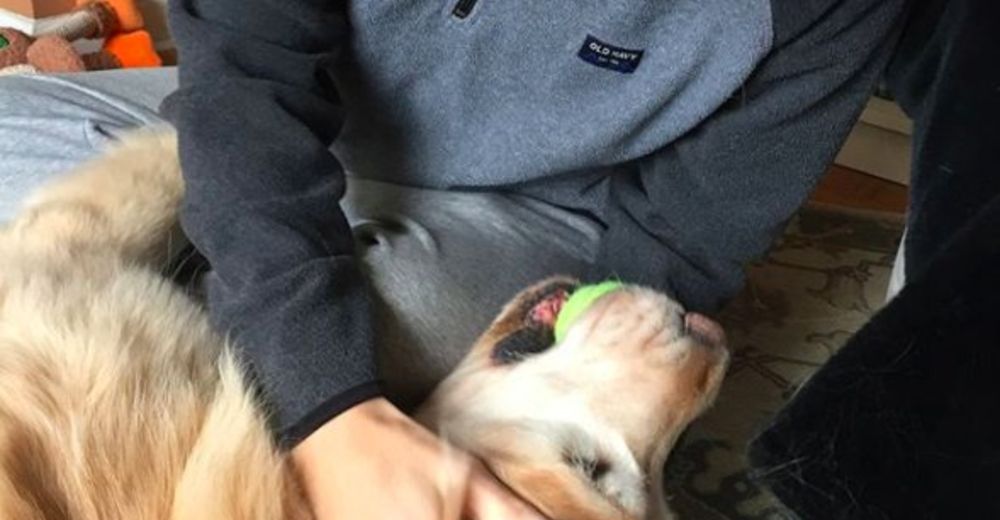 Este adorable golden retriever ama tanto a su vecina que va a visitarla todos los días Este adorable golden retriever ama tanto a su vecina que va a visitarla todos los días