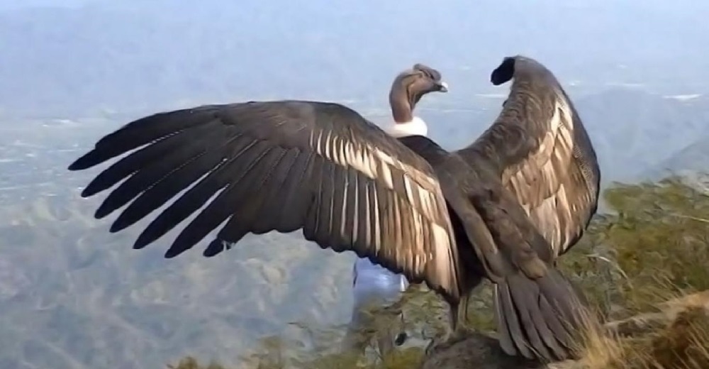 Un cóndor vuela hacia la libertad por primera vez tras tener un emotivo gesto con sus salvadores