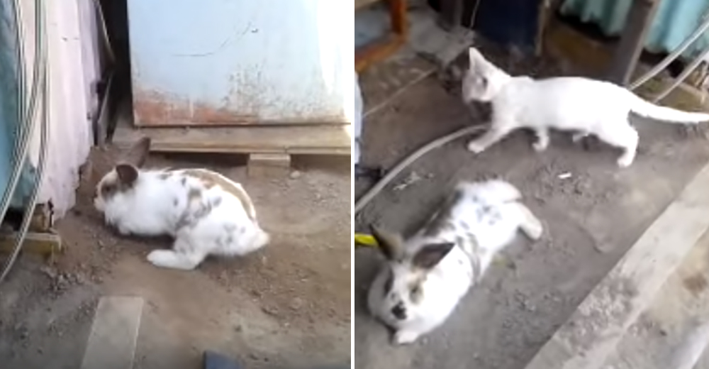Heroico conejo termina exhausto tras hacer de todo para rescatar a una gata atrapada bajo tierra