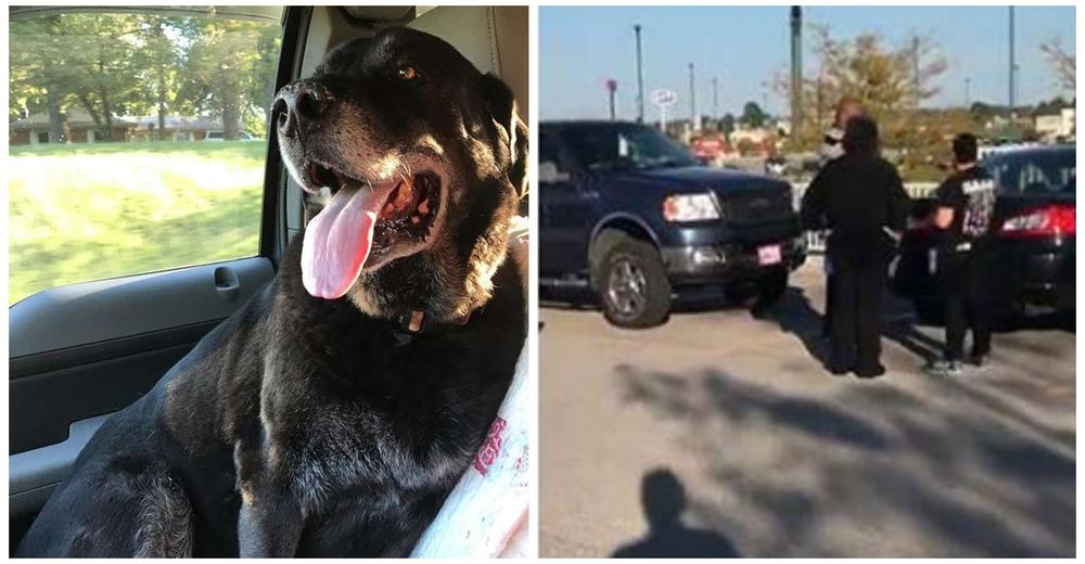 Un perro toma prestada la camioneta de su dueño y causa un adorable accidente Un perro toma prestada la camioneta de su dueño y causa un adorable accidente