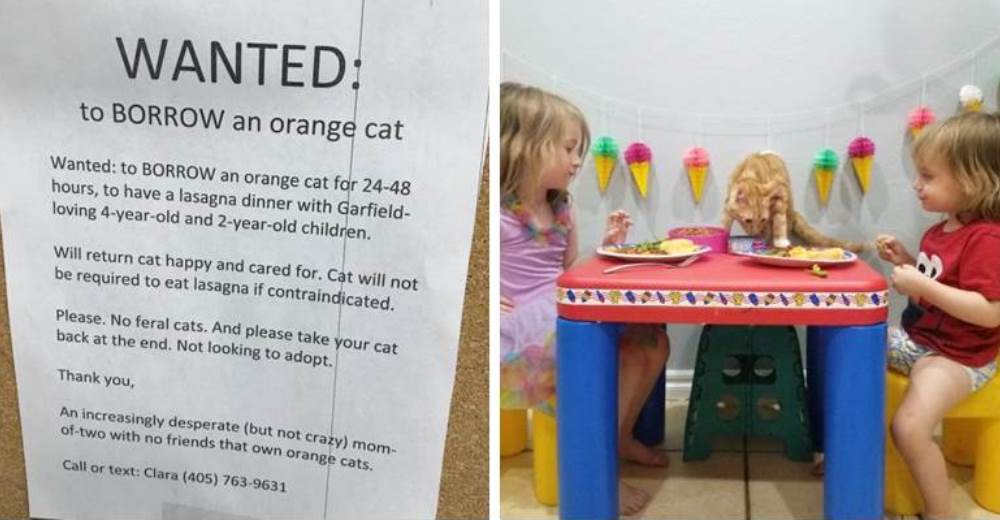 Una mamá pide prestado el gato perfecto para una fiesta temática para sus hijas y se hace viral