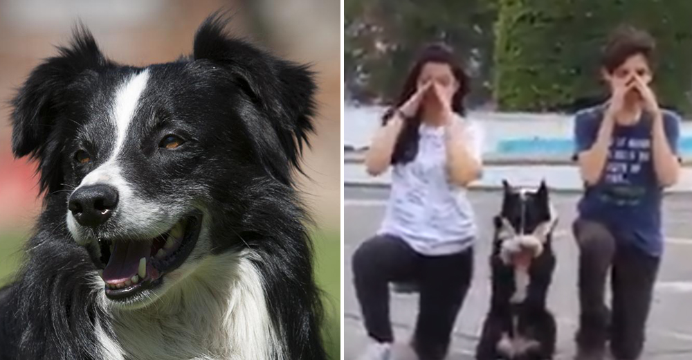 No sabían por qué todos querían hacerse fotos con este perrito, hasta que posaron para una No sabían por qué todos querían hacerse fotos con este perrito, hasta que posaron para una