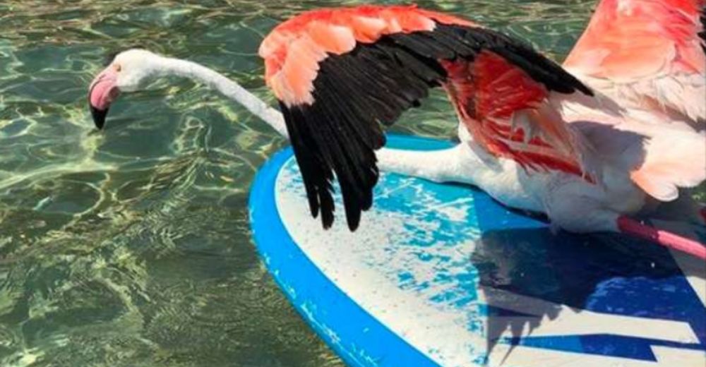 Emotivo momento en que unos surfistas salvan con su tabla a un flamenco a punto de morir ahogado Emotivo momento en que unos surfistas salvan con su tabla a un flamenco a punto de morir ahogado