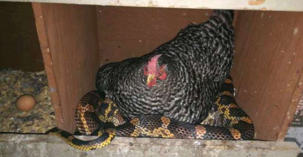 Una mujer encuentra a una peligrosa serpiente siendo empollada por una gallina
