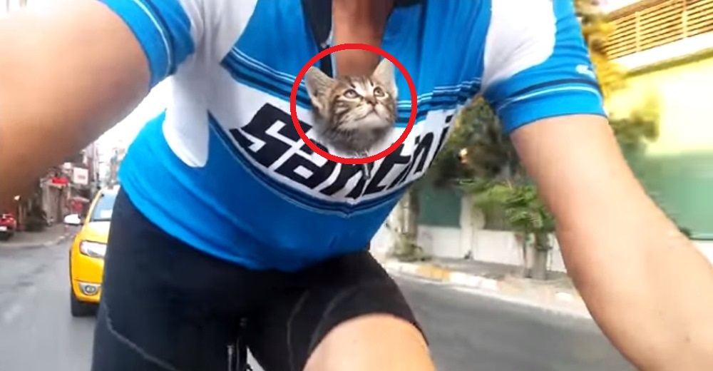 Ciclista graba la aventura con la gatita que metió en su camiseta para salvarle la vida