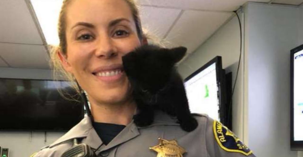 Un pequeño gatito invade una estación de policía suplicando no ser ignorado