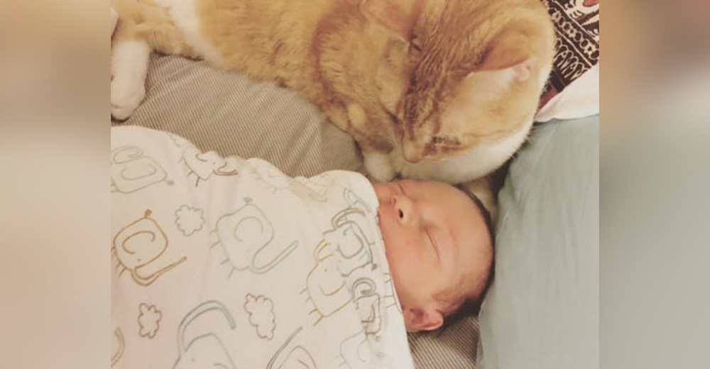 Un gato anciano y sordo no puede dejar de vigilar si la bebé de la familia respira Un gato anciano y sordo no puede dejar de vigilar si la bebé de la familia respira