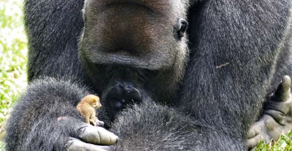 Un enorme gorila hace una inusual y entrañable amistad con un diminuto gálago