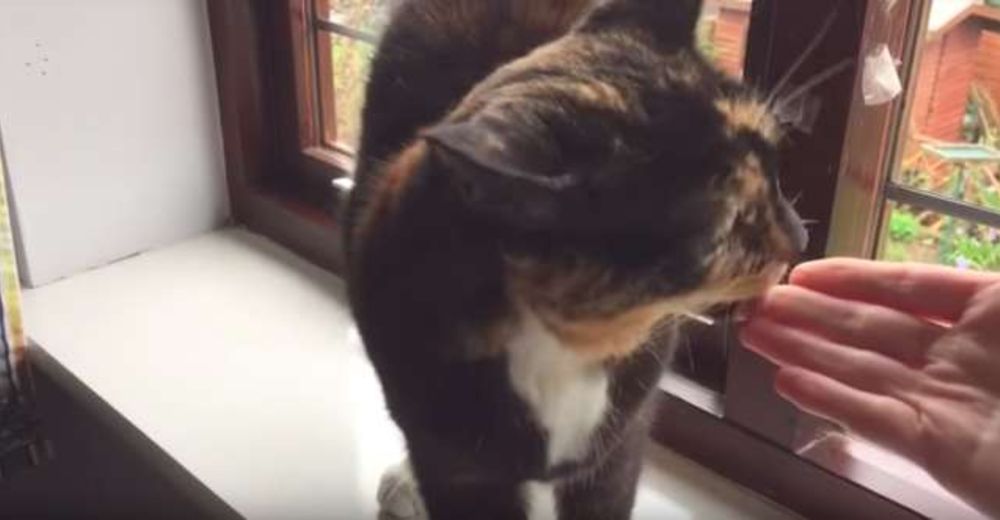 Esta gatita ha esperado durante 200 días a que la familia que la abandonó vuelva por ella Esta gatita ha esperado durante 200 días a que la familia que la abandonó vuelva por ella
