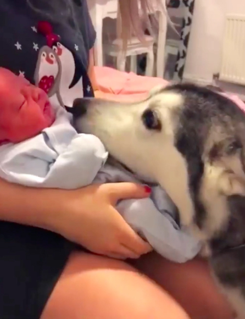 HUsky y Bebé