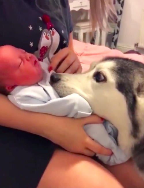 HUsky y Bebé