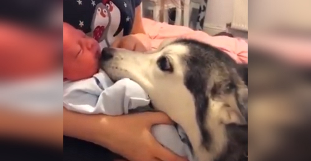 Graban a su husky cuando le permitieron acercar su hocico al rostro del recién nacido Graban a su husky cuando le permitieron acercar su hocico al rostro del recién nacido