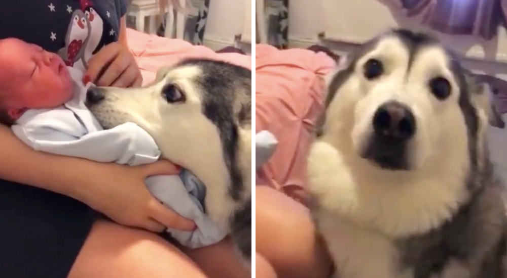 HUsky y Bebé
