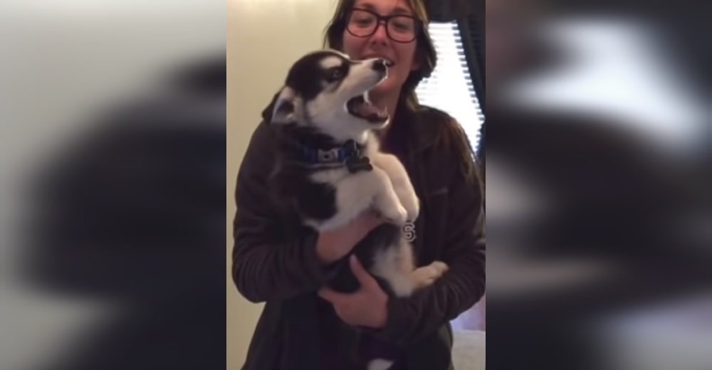 La seria «conversación» de un cachorro de husky con su dueña se hace viral