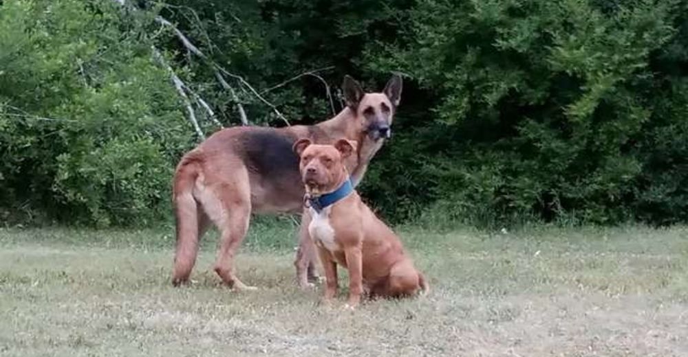 Estos dos perros vivían aislados en el bosque hasta que comenzaron a confiar en las personas Estos dos perros vivían aislados en el bosque hasta que comenzaron a confiar en las personas