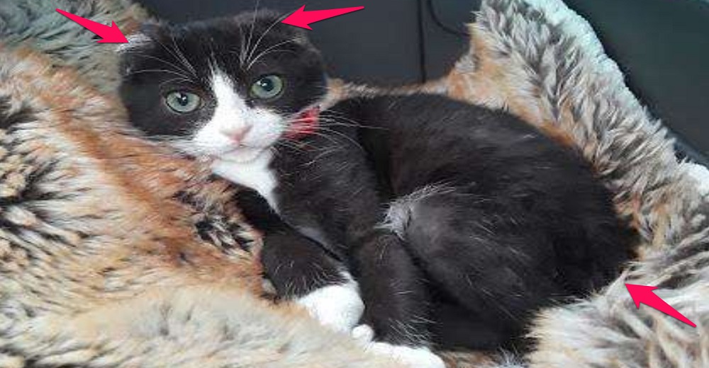 Un acto de bondad le permtió a esta gatita cruelmente mutilada confiar de nuevo en las personas Un acto de bondad le permtió a esta gatita cruelmente mutilada confiar de nuevo en las personas