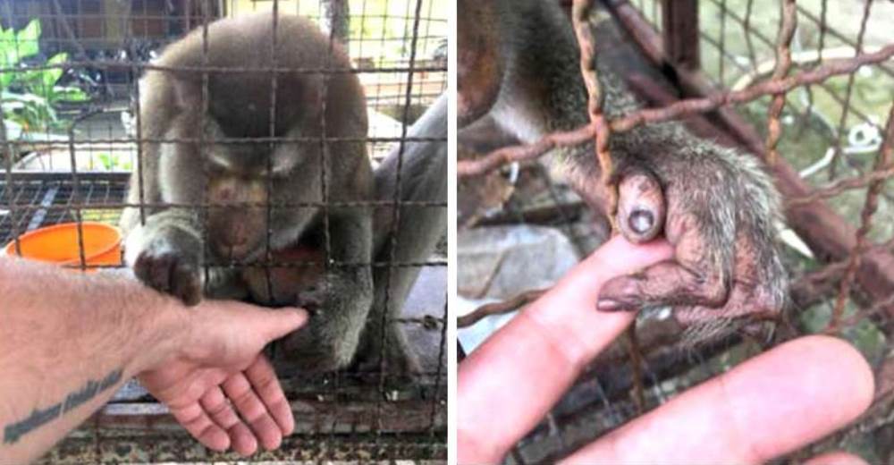 Un mono que había sufrido toda su vida, toma la mano de su salvador al ver que ya estaba a salvo