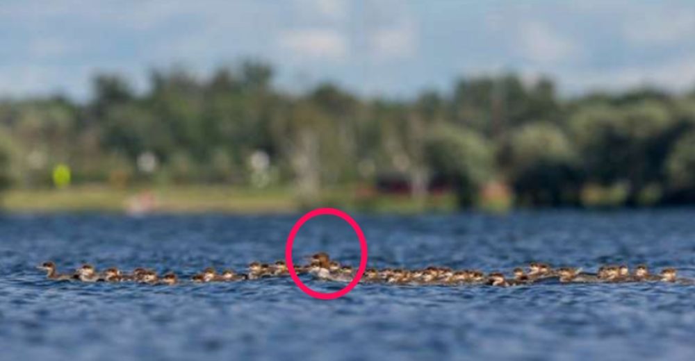 La ejemplar madre que adoptó a más de 50 patitos… Y sigue acogiendo a todo bebé que puede La ejemplar madre que adoptó a más de 50 patitos… Y sigue acogiendo a todo bebé que puede