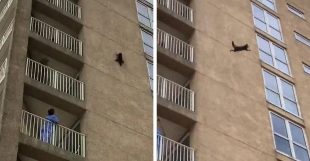 El increíble momento en que un mapache escala un gran edificio para después lanzarse al vacío El increíble momento en que un mapache escala un gran edificio para después lanzarse al vacío