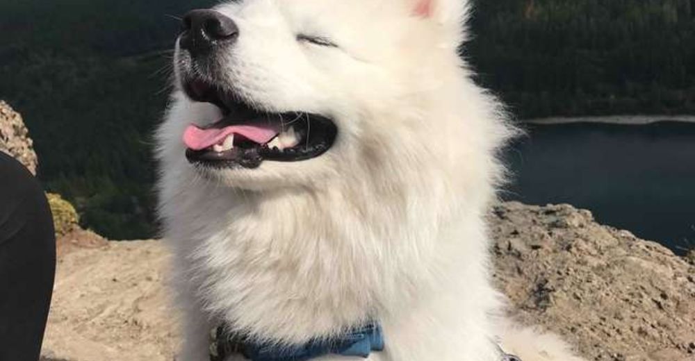Este perro jamás había salido al exterior, y no podía parar de sonreír en su primera caminata Este perro jamás había salido al exterior, y no podía parar de sonreír en su primera caminata