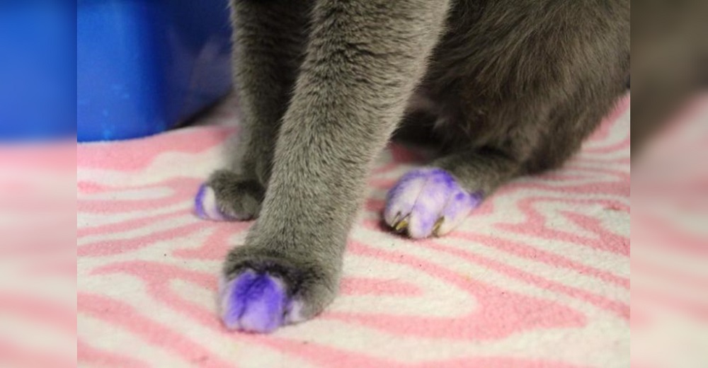 Si ves a un gato con las patas pintadas de púrpura debes llevarlo de inmediato a un refugio