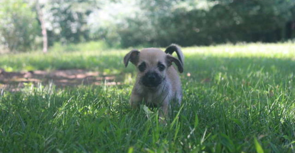 Escucha un llanto y encuentra el cachorrito más pequeño atado a un árbol Escucha un llanto y encuentra el cachorrito más pequeño atado a un árbol