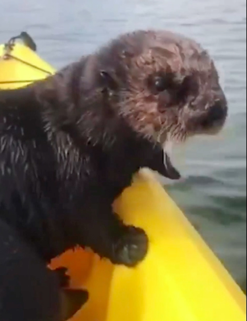 Nutria Kayak