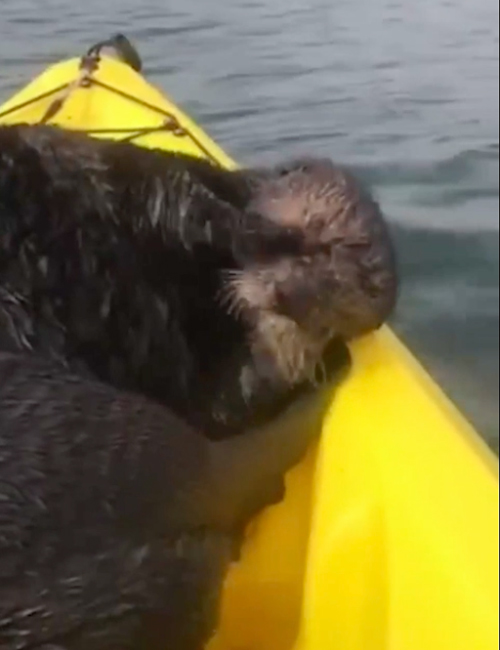 Nutria Kayak