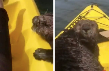 Nutria Kayak