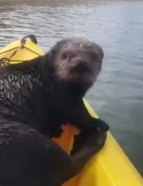 Nutria Kayak