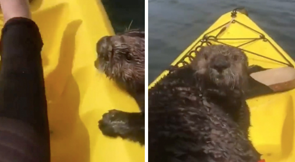 Una inocente nutria aterra a una joven al subirse sin permiso a su kayak Una inocente nutria aterra a una joven al subirse sin permiso a su kayak