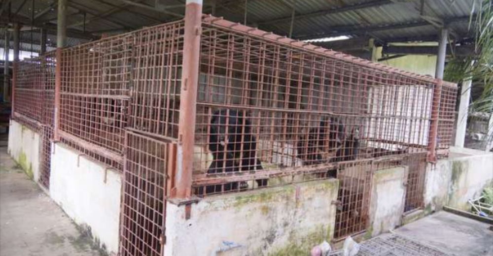 Rescatan a 5 osos lunares al borde de la locura después de 21 años de encierro y sufrimiento