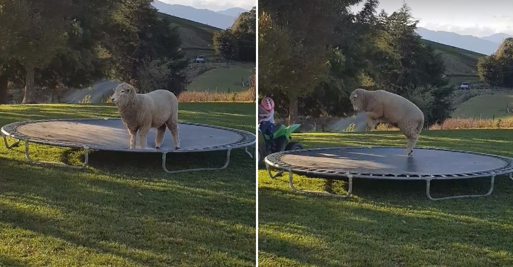 Una oveja descubre la diversión de una cama elástica y las redes no paran de reír con sus saltos