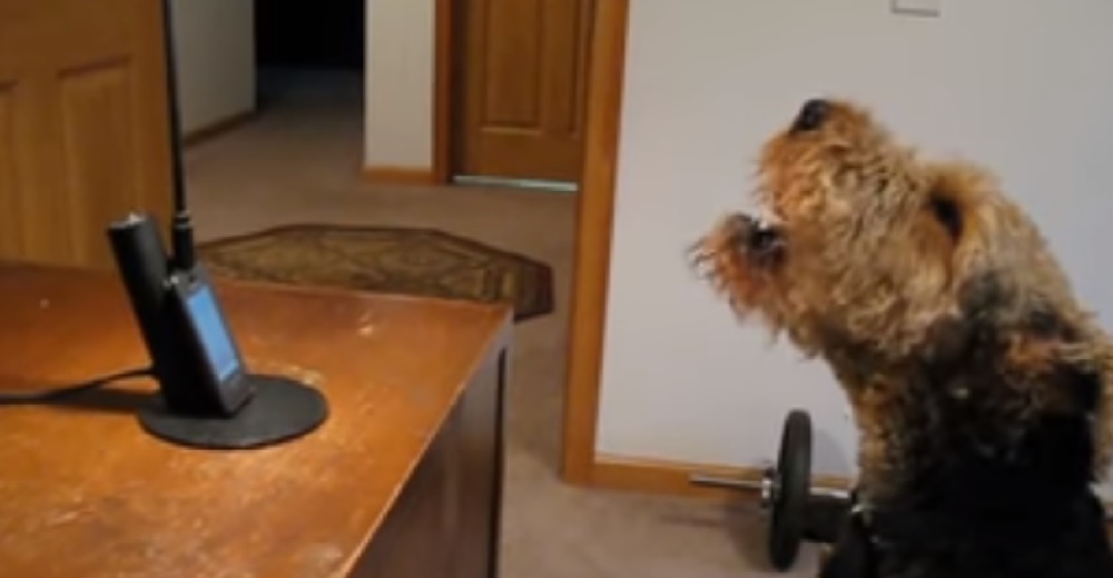 La adorable reacción de un perrito tras escuchar la voz de su dueña a la que extraña tanto… La adorable reacción de un perrito tras escuchar la voz de su dueña a la que extraña tanto…
