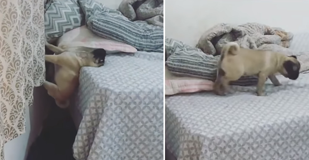 La audaz y peculiar manera en que este perrito sube a la cama hace estallar de risa a millones