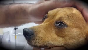 Veterinario revela a los dueños de perros qué sienten al morir y los hace llorar