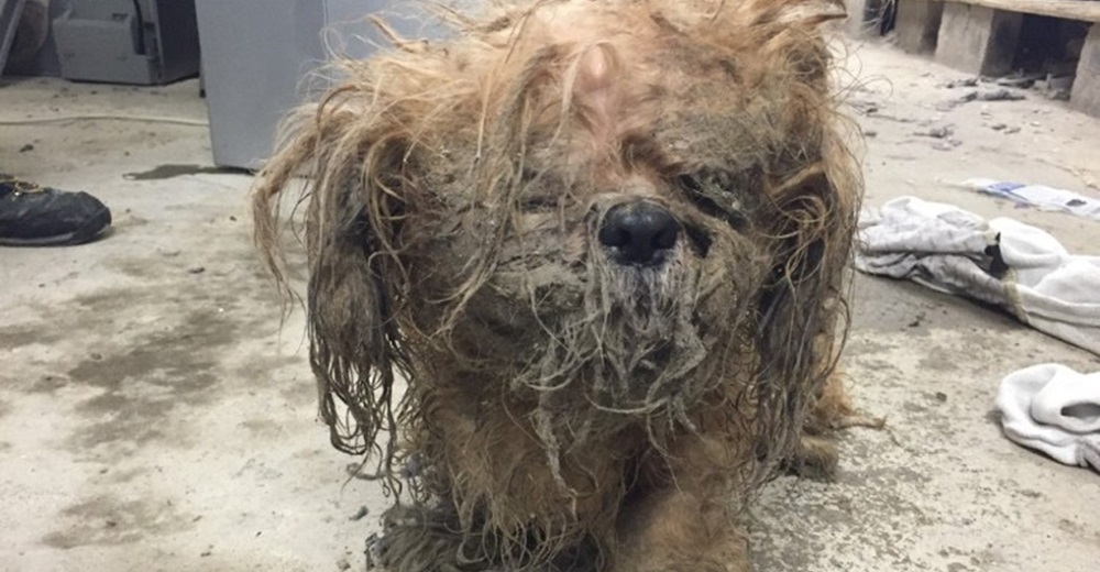 Enmarañado y atado bajo la lluvia, lo abandonaron la víspera de Navidad, no sabían qué perro era Enmarañado y atado bajo la lluvia, lo abandonaron la víspera de Navidad, no sabían qué perro era