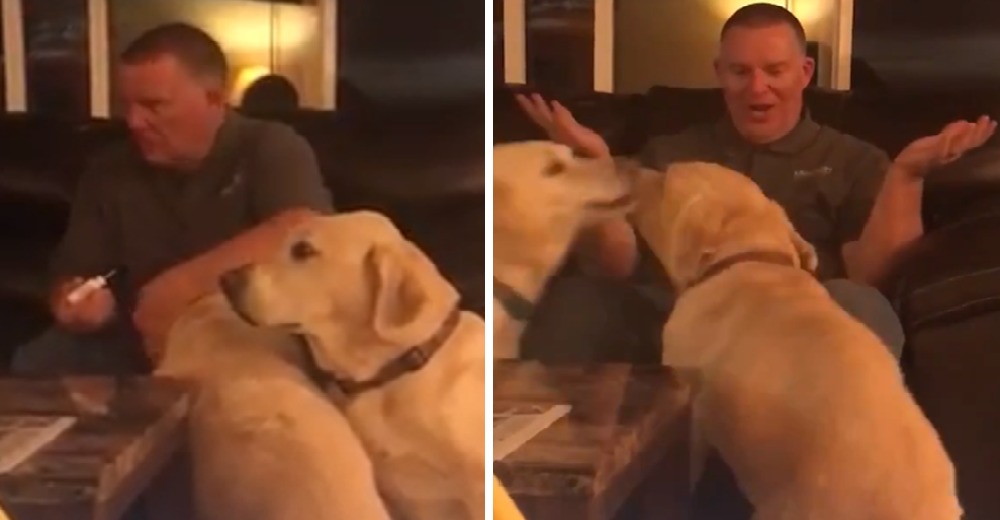 Un perro está celoso de que sólo a su hermana le den medicina, pero hallan la mejor solución Un perro está celoso de que sólo a su hermana le den medicina, pero hallan la mejor solución