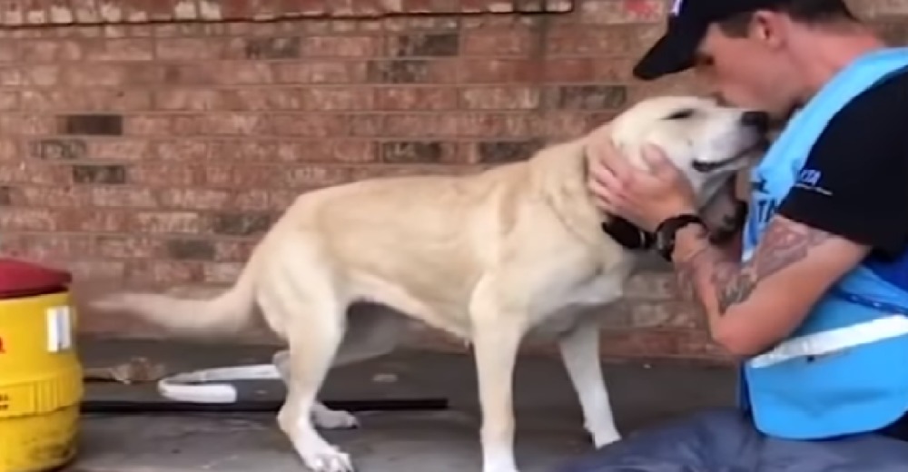 La alegría de un perro al ver a los rescatistas tras ser abandonado durante un huracán La alegría de un perro al ver a los rescatistas tras ser abandonado durante un huracán