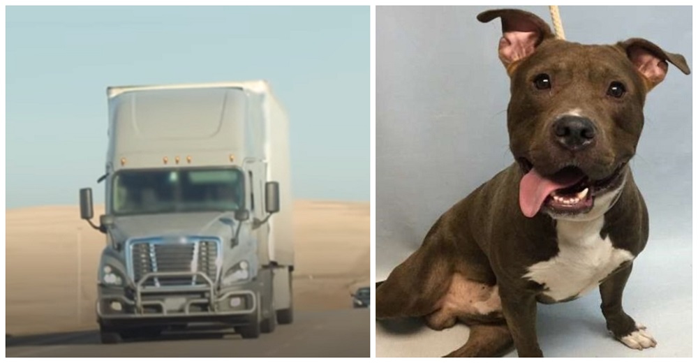 Condujo más de 4.000 km mientras rogaba para llegar a tiempo antes de que durmieran a un pitbull