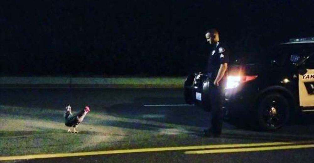 El increíble interrogatorio que un oficial realizó a un pollo que no tenía ganas de cooperar El increíble interrogatorio que un oficial realizó a un pollo que no tenía ganas de cooperar