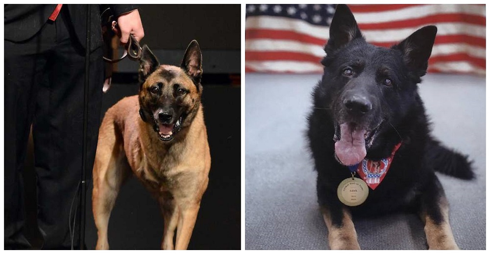 Realizan hazañas increíbles para salvar vidas, son los 7 perros más heroicos de América Realizan hazañas increíbles para salvar vidas, son los 7 perros más heroicos de América